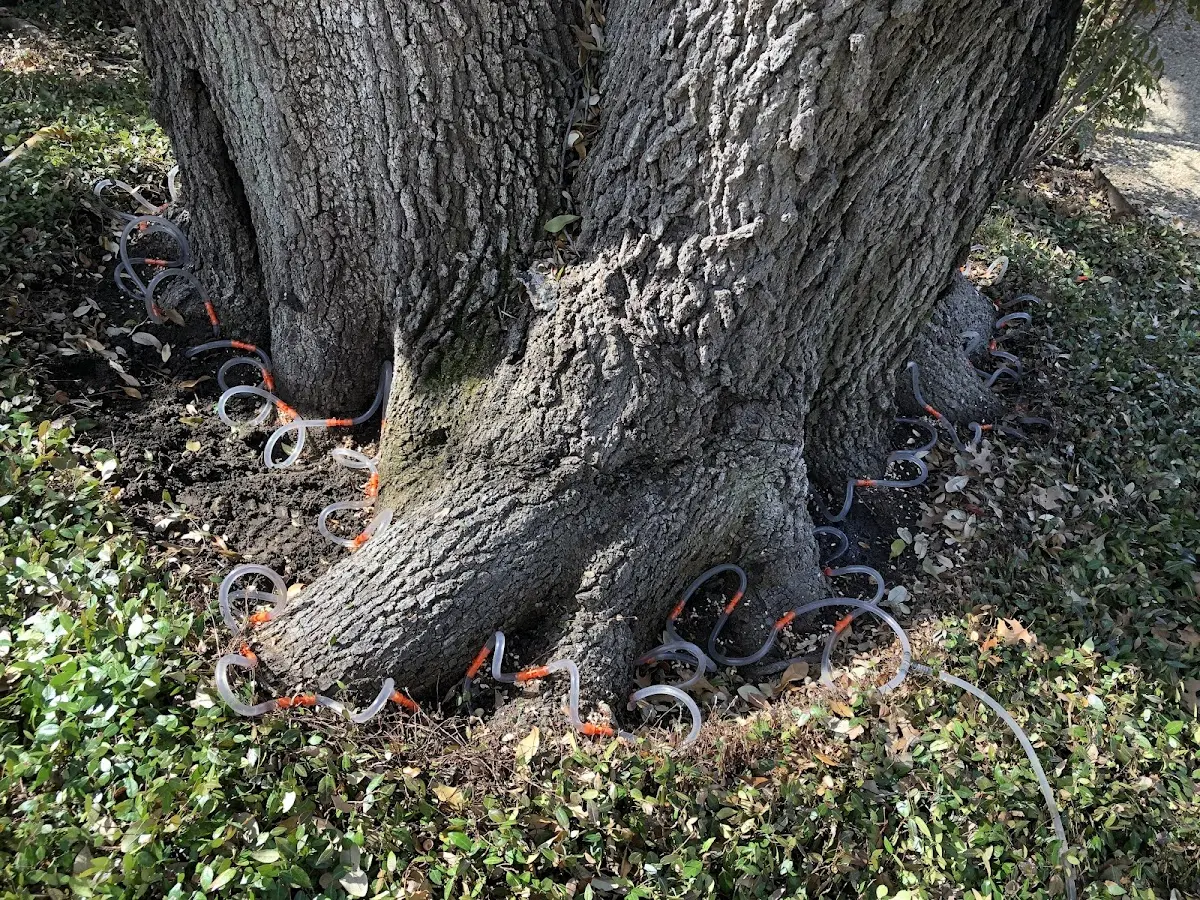 Detailed Tree Cabling and Bracing job site in Ponte Vedra Beach