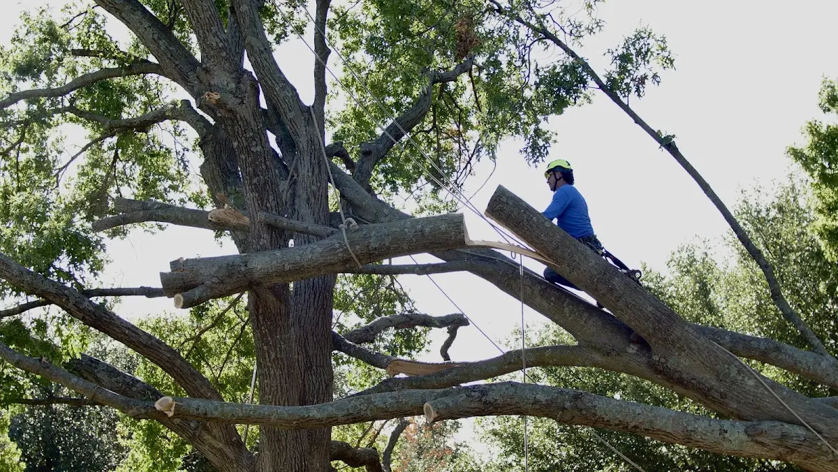Professional Crown Thinning performed by certified arborists in Ponte Vedra Beach