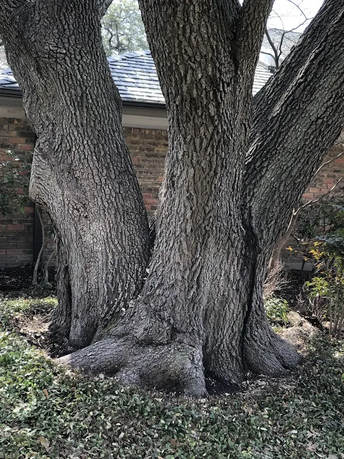 Mature heritage tree close to a Ponte Vedra Beach property cared for by certified arborists